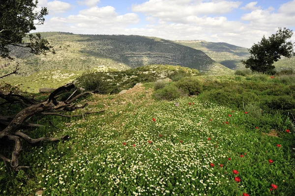Wiosnę krajobraz górski, Izrael — Zdjęcie stockowe