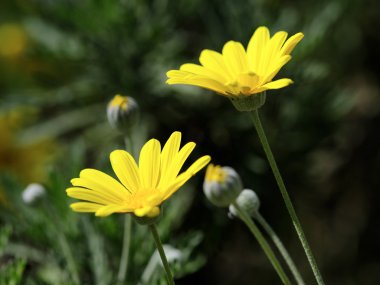 Daisy bahar çiçekli.