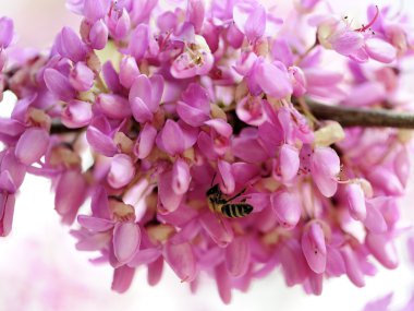 Erguvan bahar çiçekli.