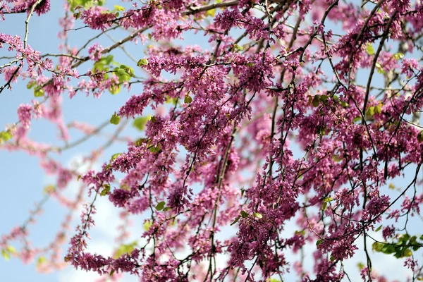 Judas árvore flor de primavera . — Fotografia de Stock