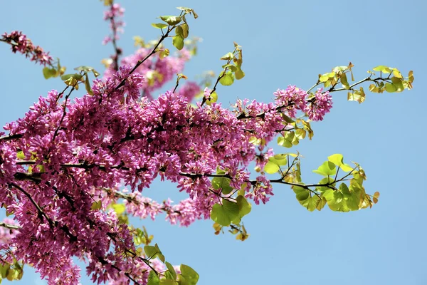 Judas árvore flor de primavera . — Fotografia de Stock