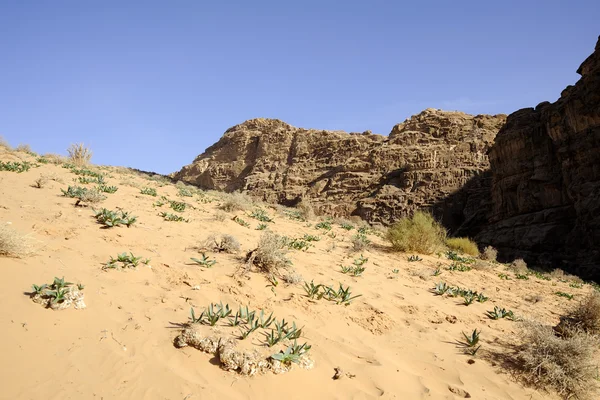 Fresh plants on desert sand, Jordan — Stock Photo, Image