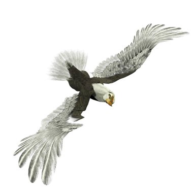 Kel kartal çizimi