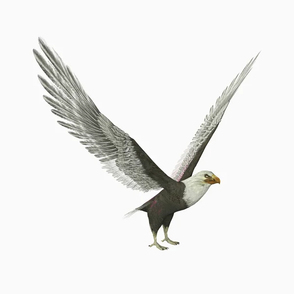รูปภาพนกอินทรีหัวโล้น — ภาพถ่ายสต็อก
