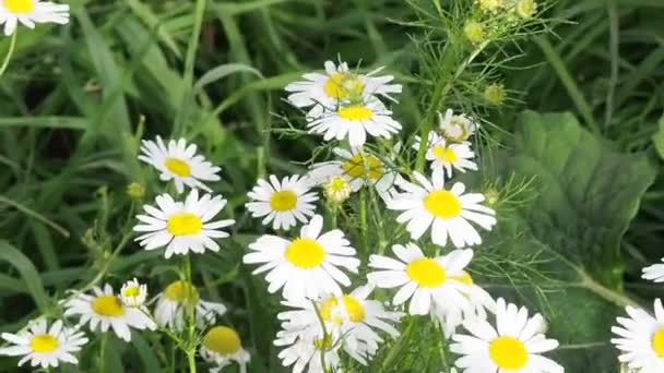 캠프 캠프에 앉아 있는 호박벌. 매크로 비디오. 하얀 꽃들. 곤충들의 삶. 꿀을 얻기 위해 꿀을 모은다 — 비디오
