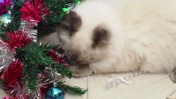 Tabby and happy cat. Christmas season 2020 2021, new year, holidays and celebration He plays with a Christmas toy — Wideo stockowe