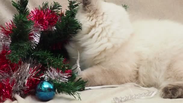 Tabby and happy cat. Christmas season 2020 2021, new year, holidays and celebration He plays with a Christmas toy — Wideo stockowe