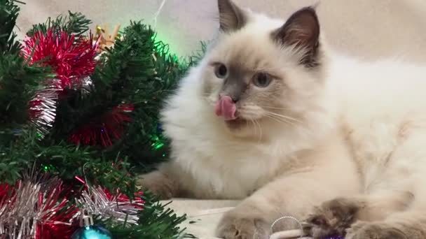 Tabby and happy cat. Christmas season 2020 2021, new year, holidays and celebration He plays with a Christmas toy — Vídeo de Stock
