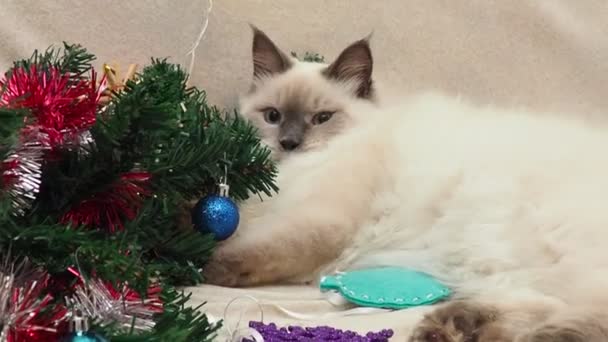 Tabby and happy cat. Christmas season 2020 2021, new year, holidays and celebration He plays with a Christmas toy — Vídeos de Stock