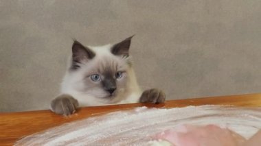 Kedi masadan yemek çalmaya çalışırken ev sahibesi arka plandaki bulanık mutfak masasında sevimli komik bir kedi hazırlıyor.