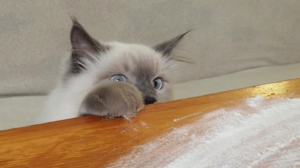 The cat tries to steal food from the table while the hostess prepares Cute funny cat at kitchen table on blurred background — Stock Video