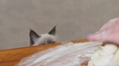 Kedi masadan yemek çalmaya çalışırken ev sahibesi arka plandaki bulanık mutfak masasında sevimli komik bir kedi hazırlıyor.