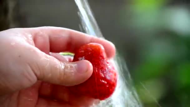 Ciotola di fragola biologica nel lavandino sotto l'acqua corrente su uno sfondo di fogliame verde. — Video Stock