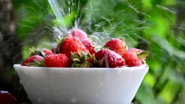 Skål af økologisk jordbær i vasken under rindende vand på baggrund af grønt løv. – Stock-video