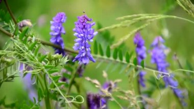 Çocuk sepetten çilek yiyor. Küçük kardeş çocuklar yazın çilek çiftliğinde eğleniyorlar. Çocuklar sağlıklı organik yiyecekler yiyor, taze böğürtlen.