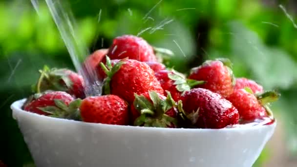 Ciotola di fragola biologica nel lavandino sotto l'acqua corrente su uno sfondo di fogliame verde. — Video Stock