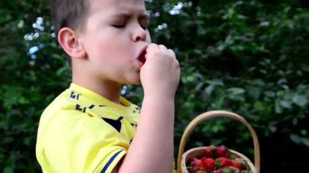 Chłopak je truskawki z kosza. mali rodzeństwo chłopcy dobrze się bawią na farmie truskawek w lecie. Dzieci jedzące zdrową żywność ekologiczną, świeże jagody. — Wideo stockowe