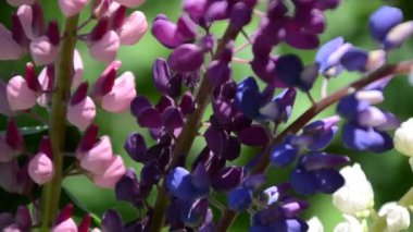Mor lup çiçeklerine yakın plan. Bulanık arkaplanlı çiçek tarlası. Seçici bir odak noktası. Leylak Mor Lupinus
