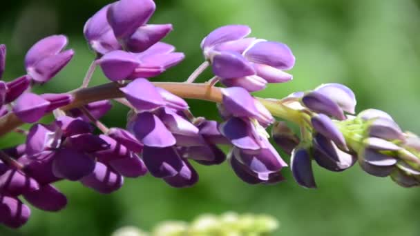 Zbliżenie purpurowe kwiaty łubinowe.Letnie pole kwiatów w naturze z zamazanym tła.selektywne skupienie. Lupinus fioletowy liliowy — Wideo stockowe