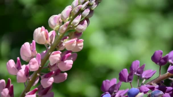 Close-up of purple lupine flowers.Summer field of flowers in nature with a blurred background.selective focus. Lilac violet Lupinus — Stock Video