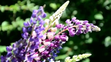 Mor lup çiçeklerine yakın plan. Bulanık arkaplanlı çiçek tarlası. Seçici bir odak noktası. Leylak Mor Lupinus