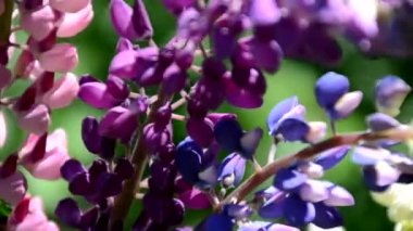 Mor lup çiçeklerine yakın plan. Bulanık arkaplanlı çiçek tarlası. Seçici bir odak noktası. Leylak Mor Lupinus