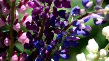 Mor lup çiçeklerine yakın plan. Bulanık arkaplanlı çiçek tarlası. Seçici bir odak noktası. Leylak Mor Lupinus