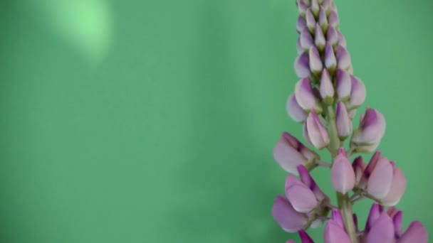 Menina com buquês colorido de tremoços, cheirando flores, brooding conceito de férias de primavera ou verão, dia das mães, Páscoa Menina com buquê de flores em suas mãos Flores, Primavera, Romance, 8 de março — Vídeo de Stock