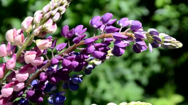 Zbliżenie purpurowe kwiaty łubinowe.Letnie pole kwiatów w naturze z zamazanym tła.selektywne skupienie. Lupinus fioletowy liliowy — Wideo stockowe