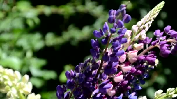 Zbliżenie purpurowe kwiaty łubinowe.Letnie pole kwiatów w naturze z zamazanym tła.selektywne skupienie. Lupinus fioletowy liliowy — Wideo stockowe