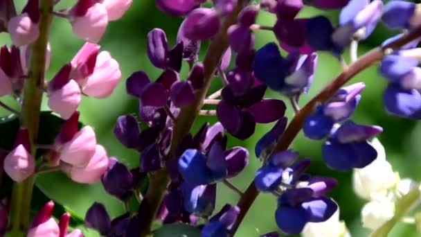 Zbliżenie purpurowe kwiaty łubinowe.Letnie pole kwiatów w naturze z zamazanym tła.selektywne skupienie. Lupinus fioletowy liliowy — Wideo stockowe