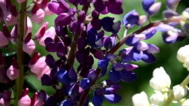 Close-up de flores lupinas roxas. Campo de verão de flores na natureza com um fundo borrado. Foco seletivo. Lilás violeta Lupino — Vídeo de Stock