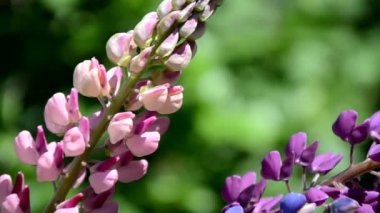 Pembe renkli beyaz ve mor lupin çiçekleri, kağıt renkli arka planda pembe beton bir zemin üzerinde sınırdır. Üst Manzara, fotokopi alanı, bahar veya yaz tatili konsepti, anneler günü, Paskalya