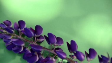 Pembe renkli beyaz ve mor lupin çiçekleri, kağıt renkli arka planda pembe beton bir zemin üzerinde sınırdır. Üst Manzara, fotokopi alanı, bahar veya yaz tatili konsepti, anneler günü, Paskalya
