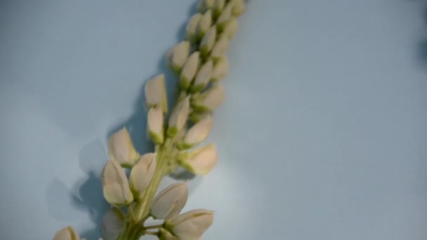 Pembe renkli beyaz ve mor lupin çiçekleri, kağıt renkli arka planda pembe beton bir zemin üzerinde sınırdır. Üst Manzara, fotokopi alanı, bahar veya yaz tatili konsepti, anneler günü, Paskalya — Stok video