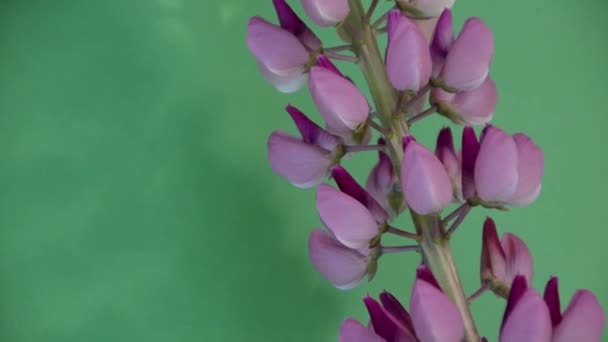 Rosa multicolorido branco e roxo flores de tremoço fronteira em um fundo de concreto rosa em um papel de fundo colorido. Visão superior, espaço de cópia, conceito de férias de primavera ou verão, dia das mães, Páscoa — Vídeo de Stock