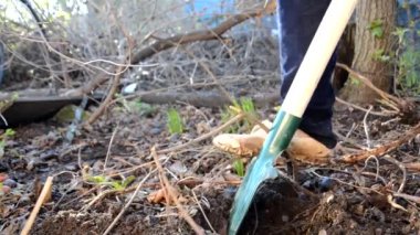 Kürekle bahar toprağı kazmak. bahar işi, bahçıvanlık yakın plan, sığ