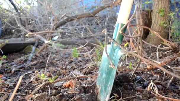 Voorjaarsgrond met schep graven. voorjaarswerk, tuinieren voorgrond, ondiep — Stockvideo