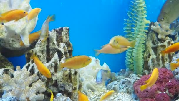 Κλείσιμο πολύχρωμων τροπικών ψαριών που κολυμπούν στο ενυδρείο — Αρχείο Βίντεο