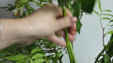 Çiçekçi kız bir buket çiçek yapıyor. Çiçekçi buket yapıyor. Çiçekler için kağıt, çiçekçi.