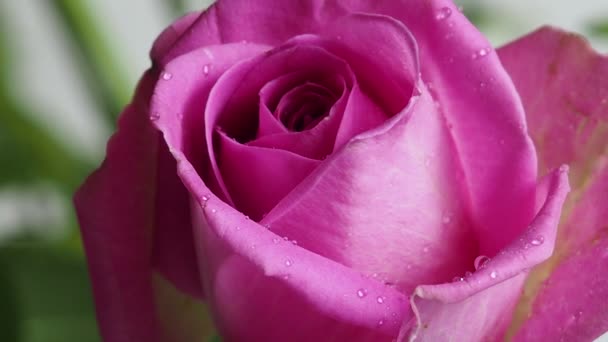 Una hermosa rosa rosa roja cubierta con gotitas de agua, sobre un fondo blanco, vista lateral — Vídeos de Stock