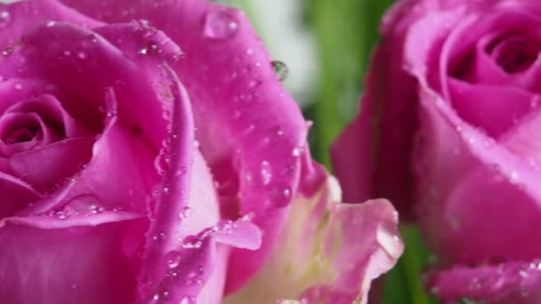 One beautiful pink red rose covered with water droplets, on a white background, side view — Stock Video