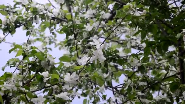 봄 꽃 배경 추상적인 꽃 테두리 녹색 잎과 하얀 꽃 — 비디오