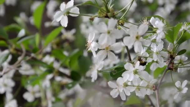Bahar çiçeği arka planı yeşil yaprakları ve beyaz çiçekler'deki soyut çiçek sınır — Stok video