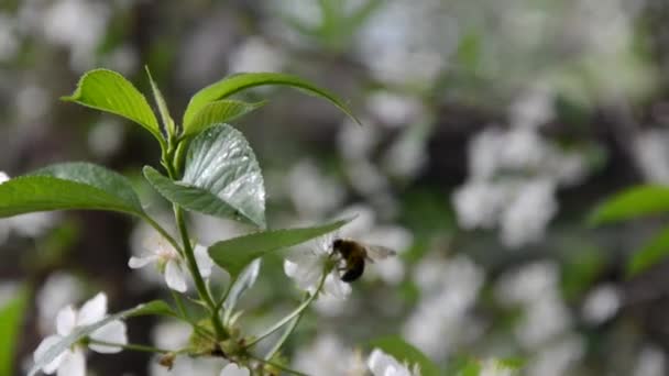 Άνοιξη blossom φόντο αφηρημένη άνθινο πλαίσιο πράσινα φύλλα και λευκά λουλούδια — Αρχείο Βίντεο