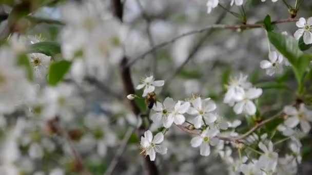 Våren blossom bakgrund abstrakt blommig gränsa av gröna blad och vita blommor — Stockvideo