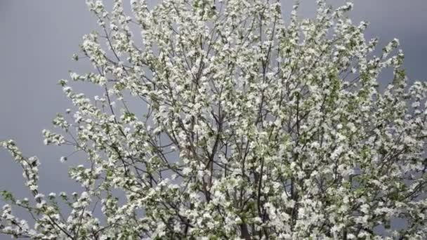 Tavaszi virág háttér absztrakt virágos border-zöld levelek és fehér virágok — Stock videók