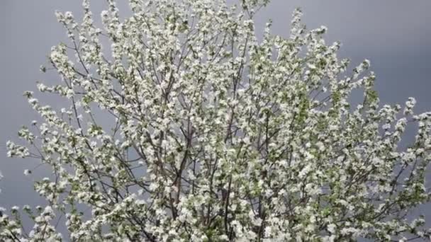 Våren blossom bakgrund abstrakt blommig gränsa av gröna blad och vita blommor — Stockvideo