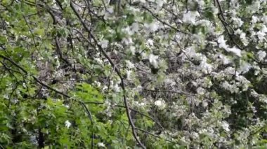 Bahar çiçeği arka planı yeşil yaprakları ve beyaz çiçekler'deki soyut çiçek sınır