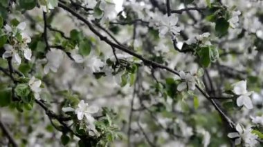 Bahar çiçeği arka planı yeşil yaprakları ve beyaz çiçekler'deki soyut çiçek sınır